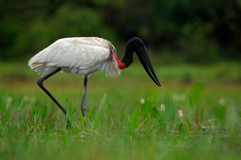 échassier Pantanal